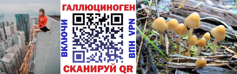 как найти   Канск  Галлюциногенные грибы Cubensis 